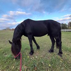Norsk Døle Nattens Fyrste SOLGT