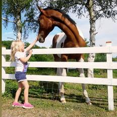 Pinto Løvegaardens Hidalgo