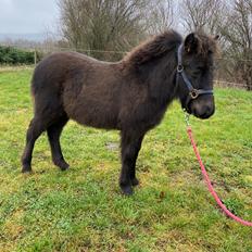 Islænder Emil fra svostruplund