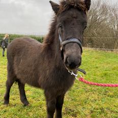 Islænder Emil fra svostruplund