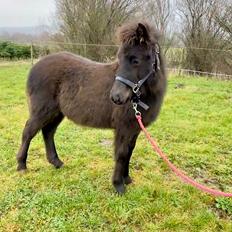 Islænder Emil fra svostruplund