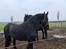 Frieser wendelina 