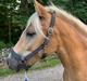 Haflinger Malous Mischa (lady) Solgt