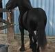 Fell pony Eise fan e Seadwei