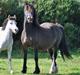 Welsh Cob (sec D) Brynithon Touch Of Class