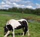 Irish Cob Sarina