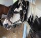 Irish Cob Enggårds Isabella