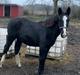 Oldenborg Holmager's Miss Caya