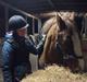 Anden særlig race Clogheen Bob (Tidligere pony)