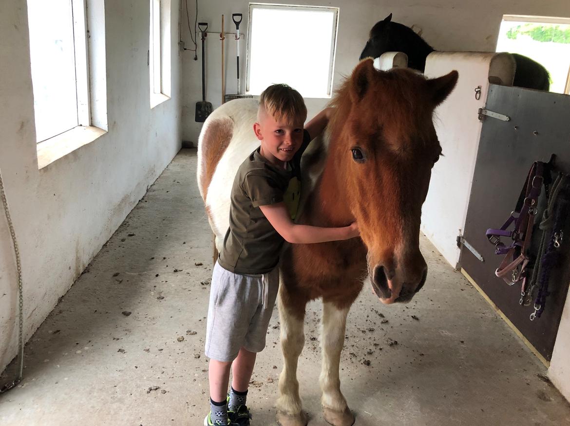 Shetlænder Max billede 2