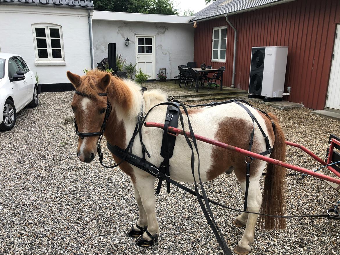 Shetlænder Max billede 4