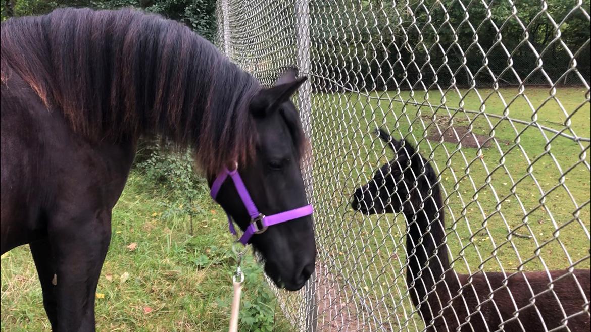 Frieser Khaleesi af Solvang billede 1