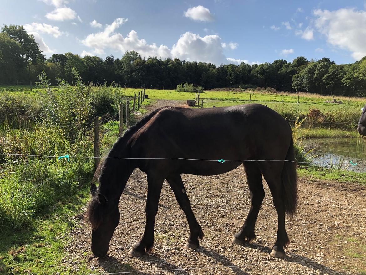 Frieser Khaleesi af Solvang billede 5