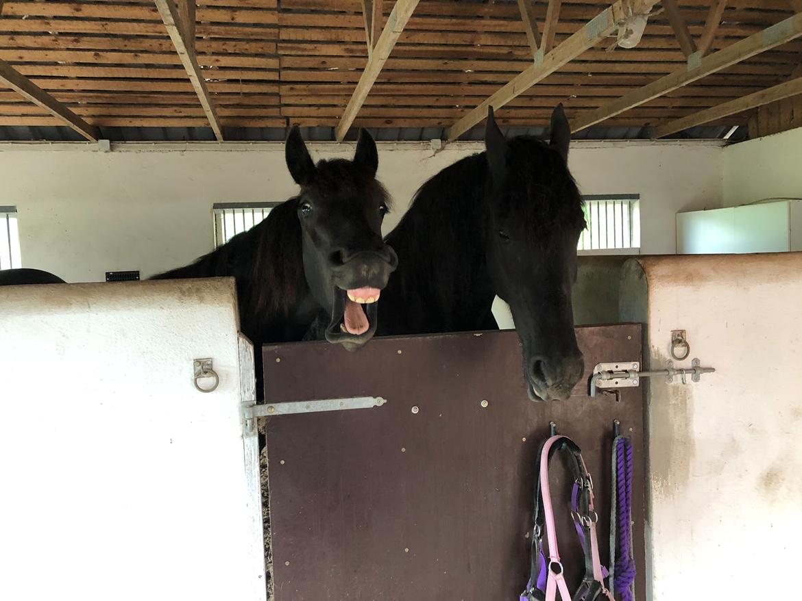 Frieser Khaleesi af Solvang billede 3