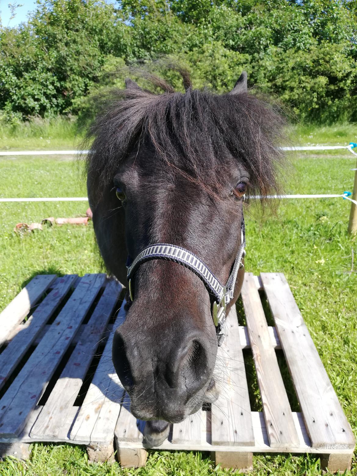 Shetlænder Maskot billede 3