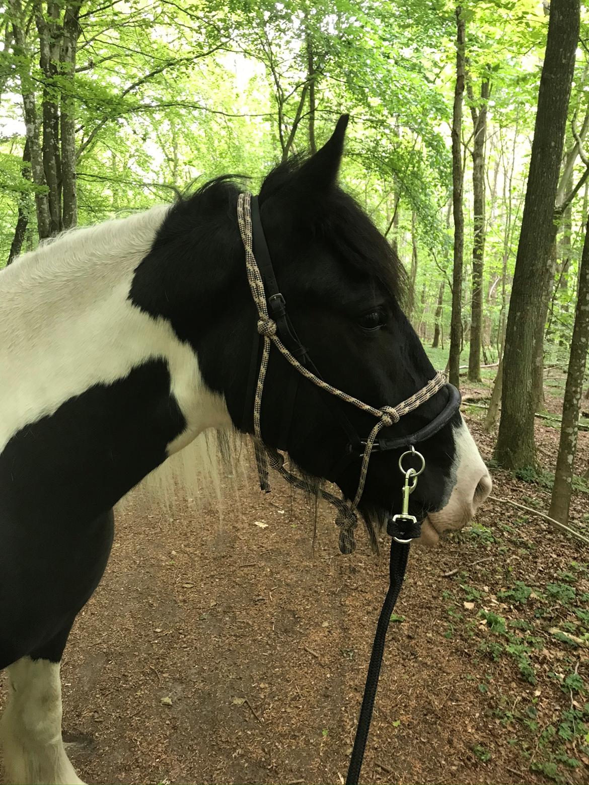 Tinker Playing The River billede 13