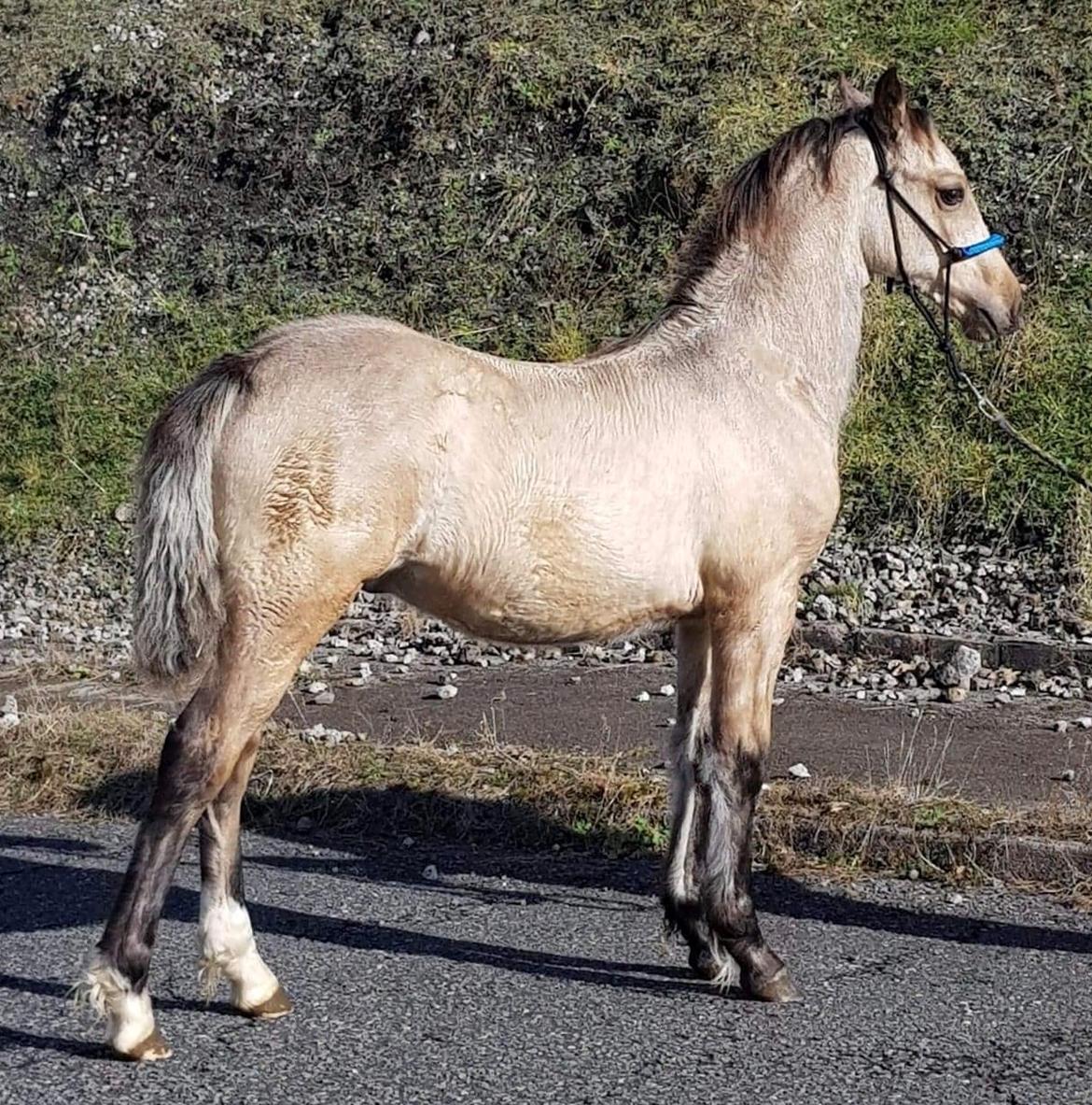 Welsh Cob (sec D) Caederwen Jamieson billede 7