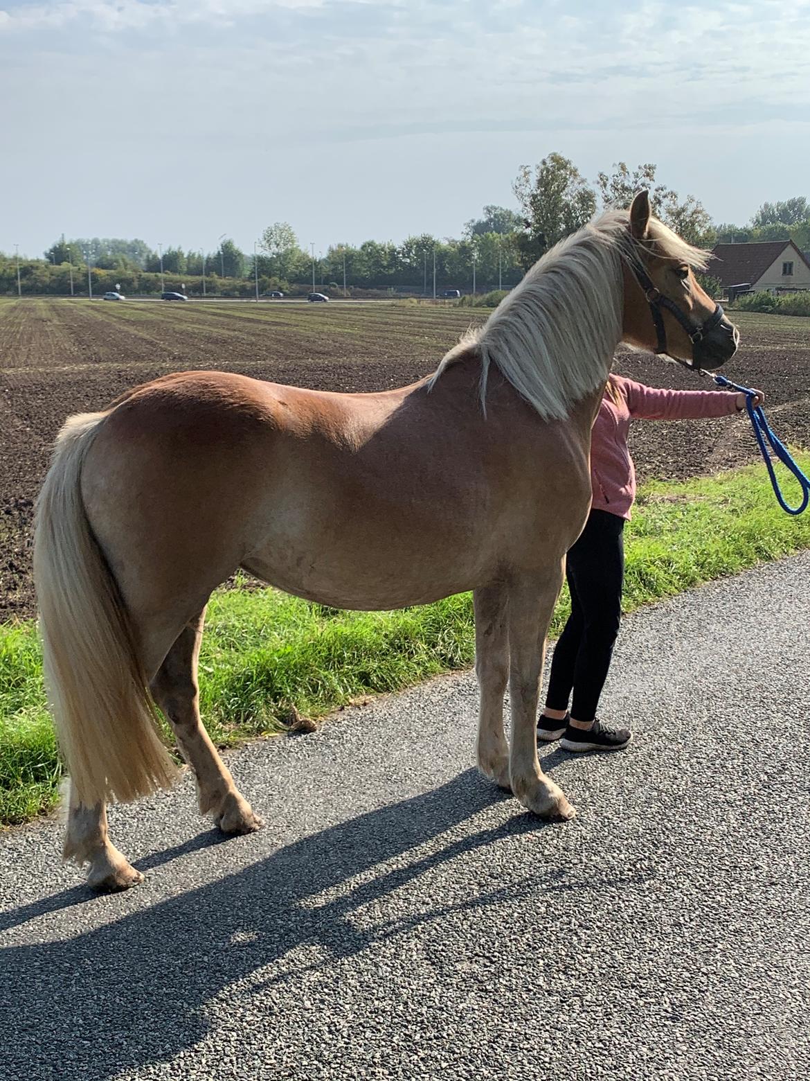 Haflinger Malous Mischa (lady) Solgt billede 2