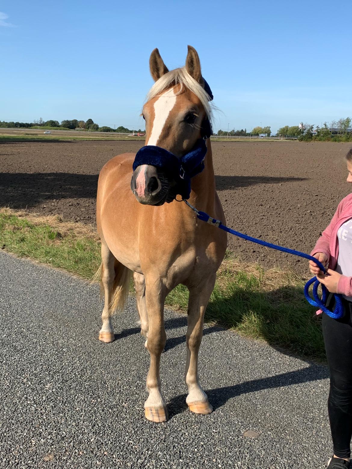 Haflinger Malous Mischa (lady) Solgt billede 3