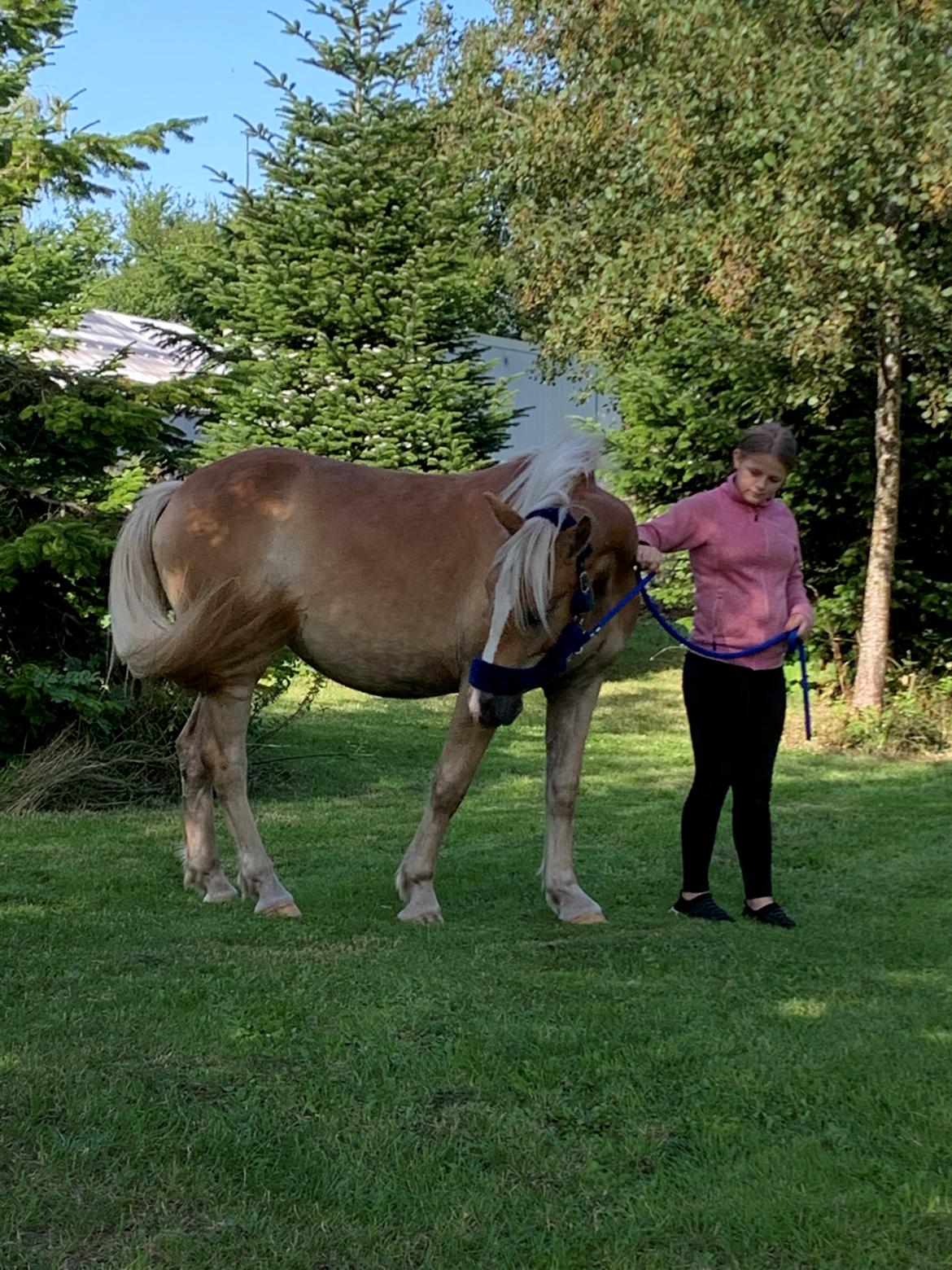 Haflinger Malous Mischa (lady) Solgt billede 9