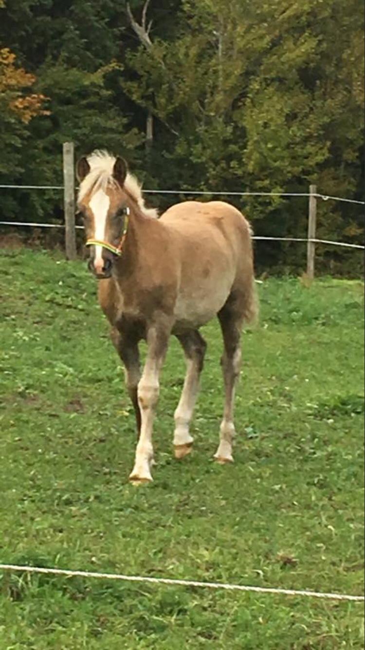 Haflinger Malous Mischa (lady) Solgt billede 13