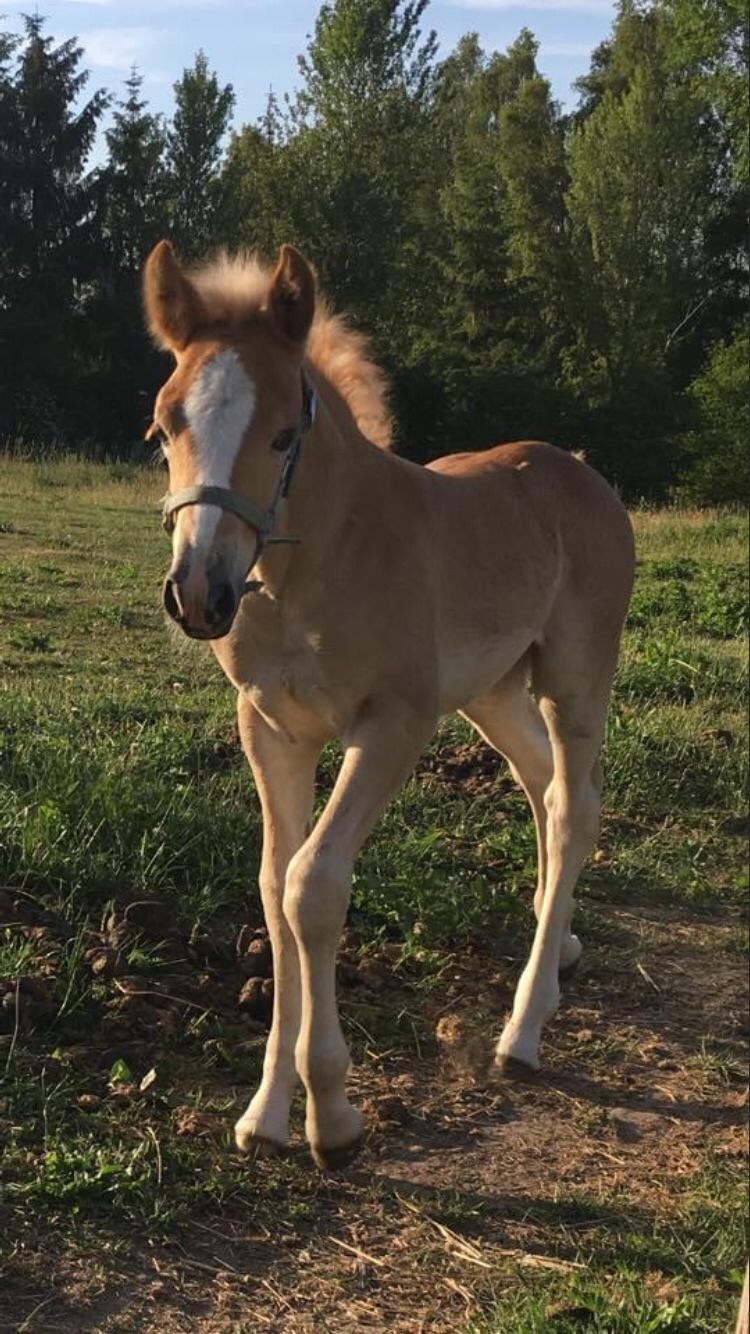 Haflinger Malous Mischa (lady) Solgt billede 15