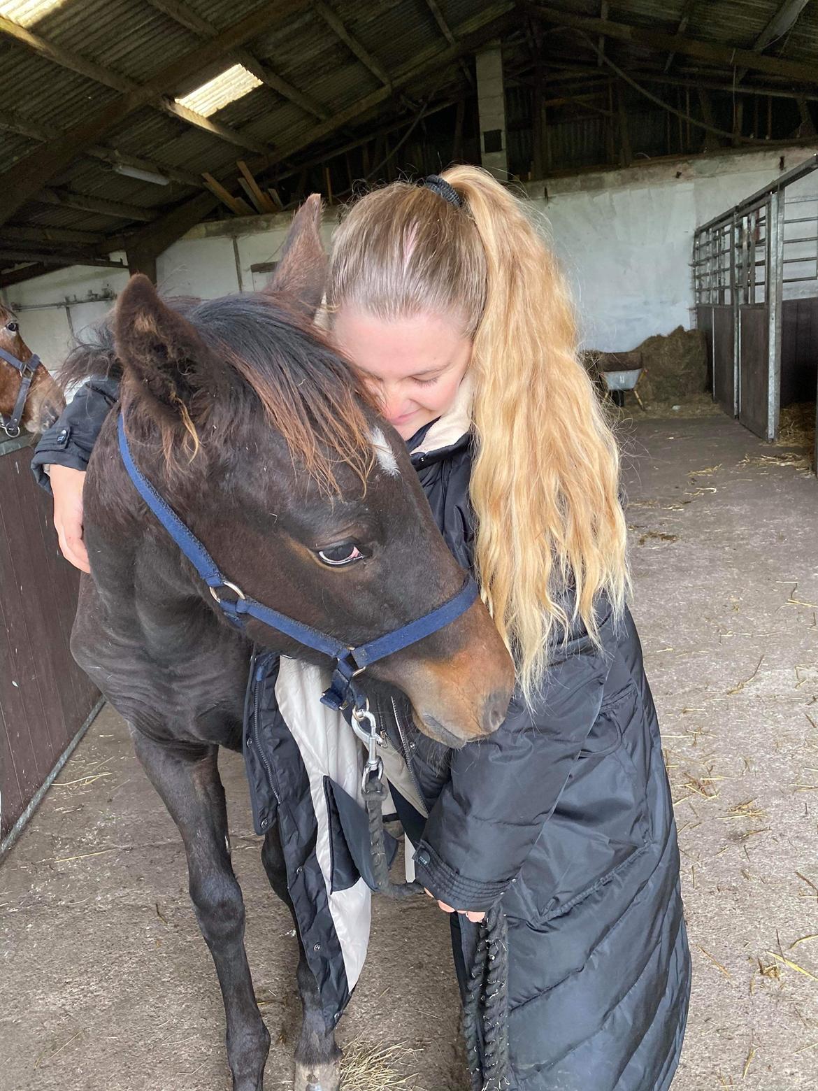 Knabstrupper Ingemanns Tahiti - Dagen før, at han skulle med hjem og bo <3 billede 18