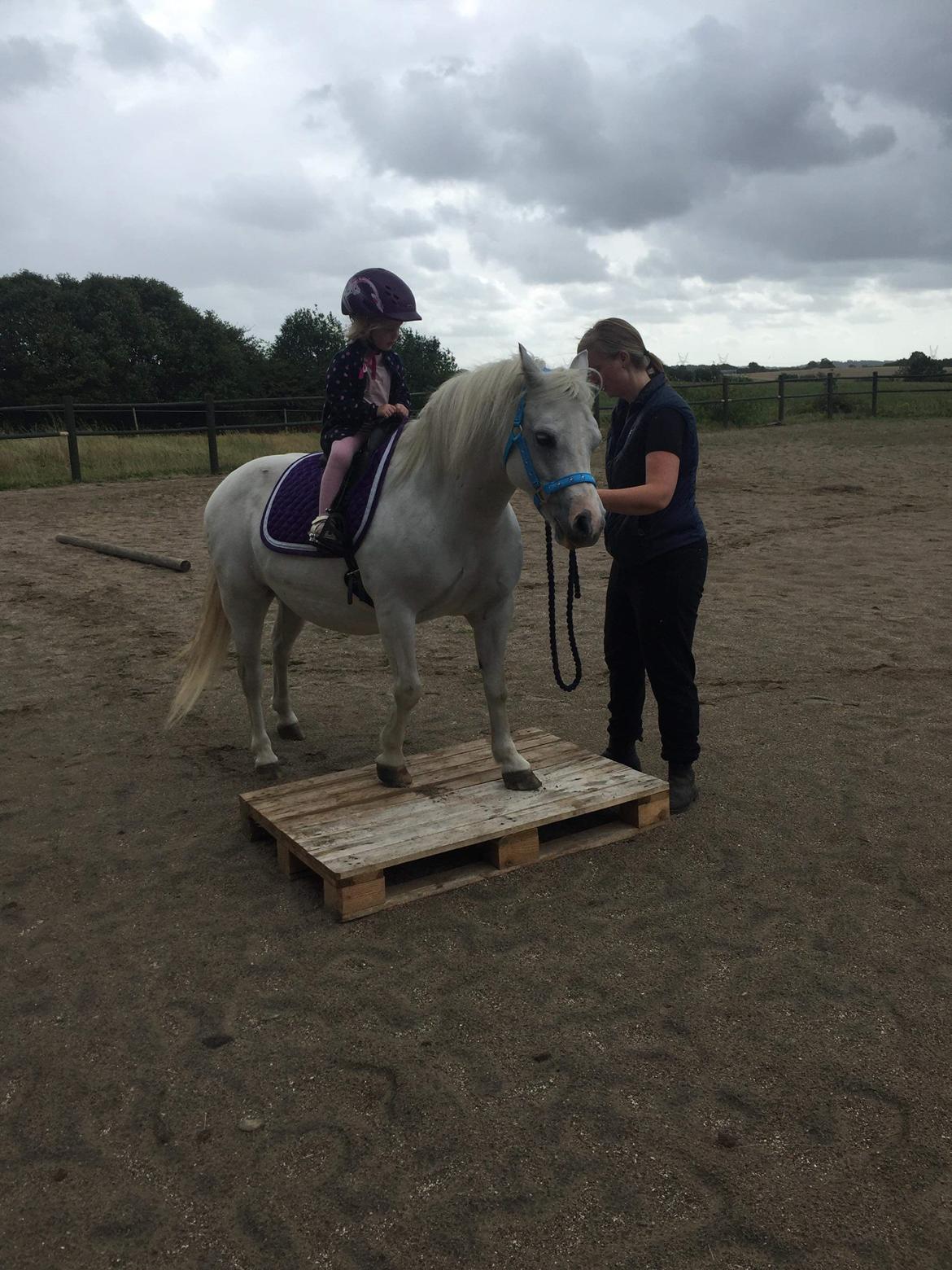 Welsh Mountain (sec A) Fakla Joy billede 12