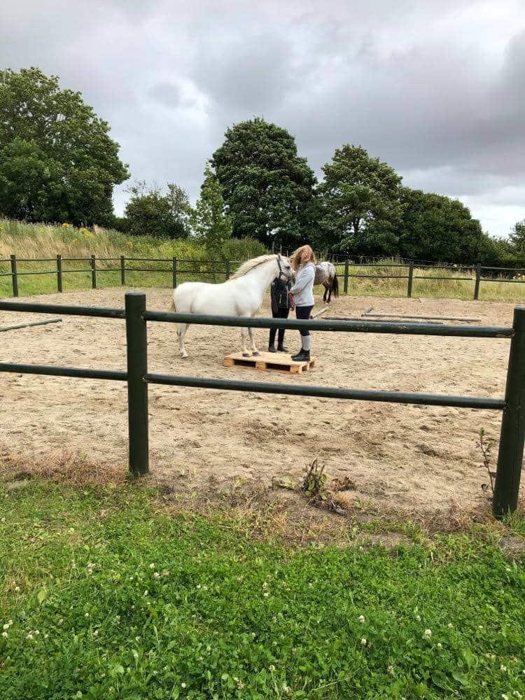 Welsh Mountain (sec A) Fakla Joy billede 15