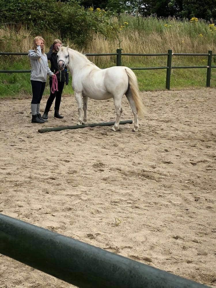 Welsh Mountain (sec A) Fakla Joy billede 16