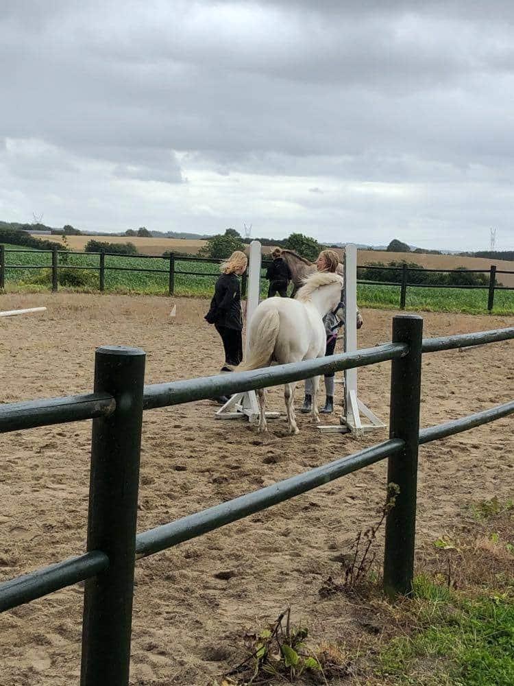 Welsh Mountain (sec A) Fakla Joy billede 13