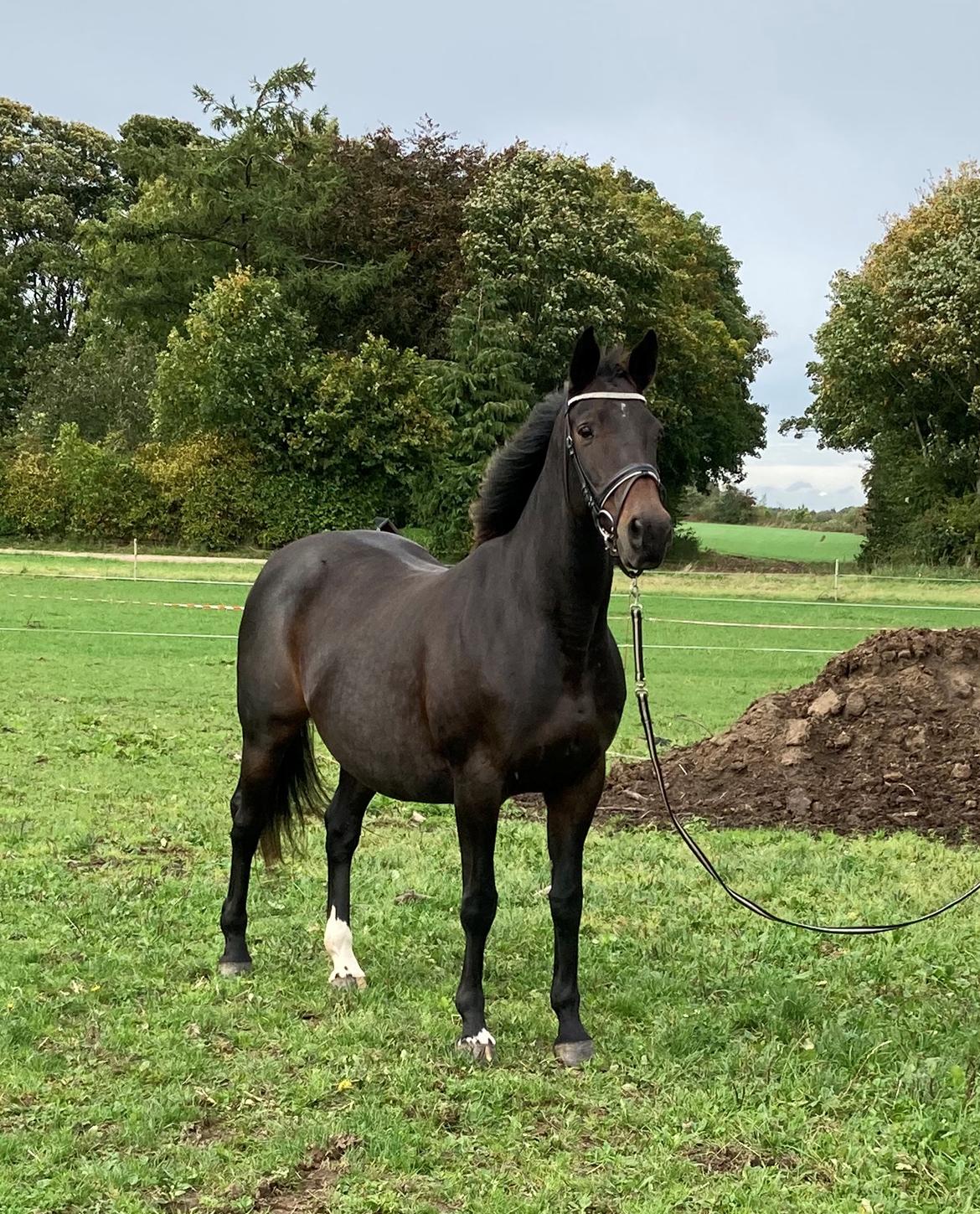 Trakehner Eighteen *Solgt* billede 5