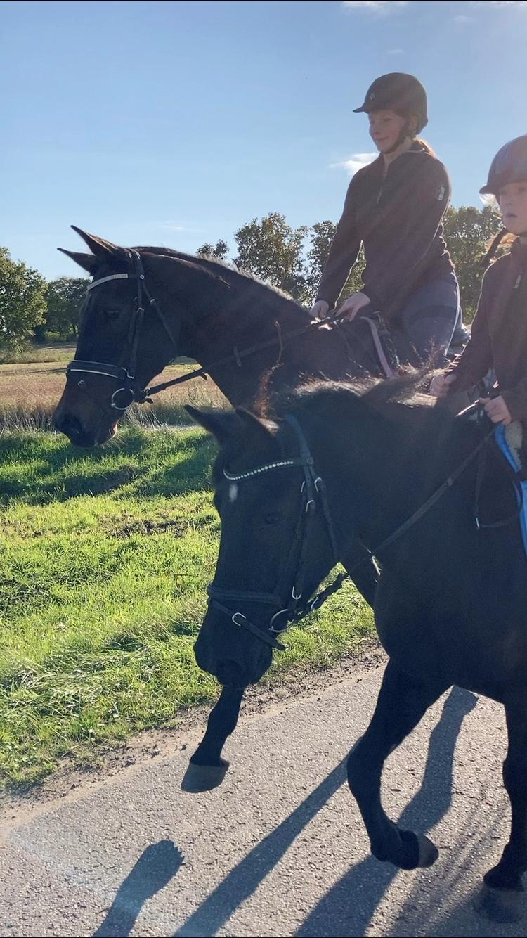 Trakehner Eighteen *Solgt* billede 13