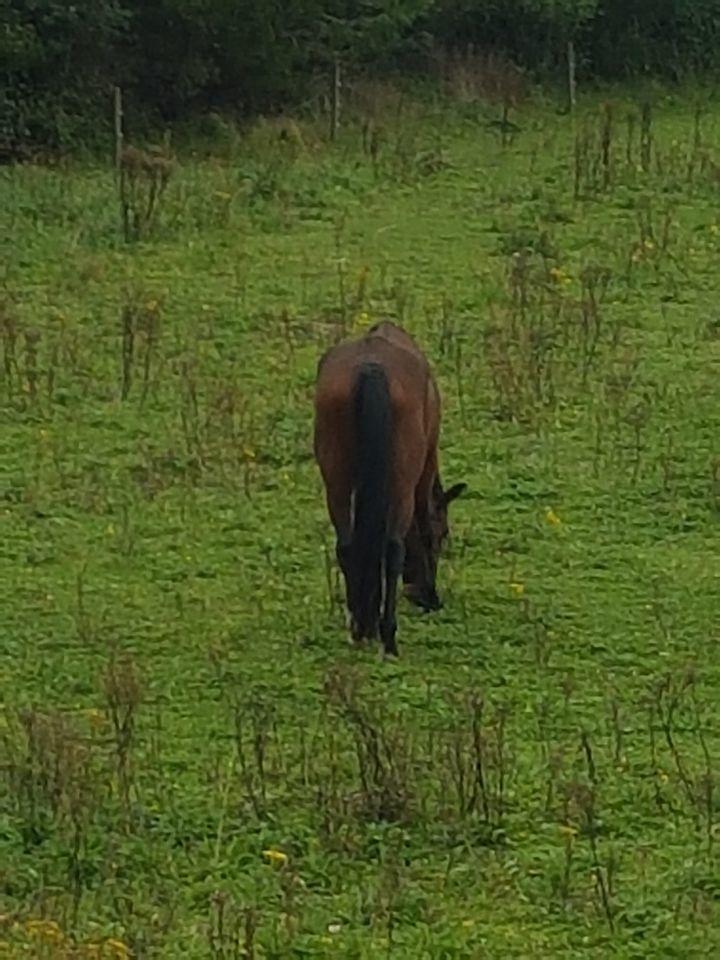 Traver Sweet n sour billede 10