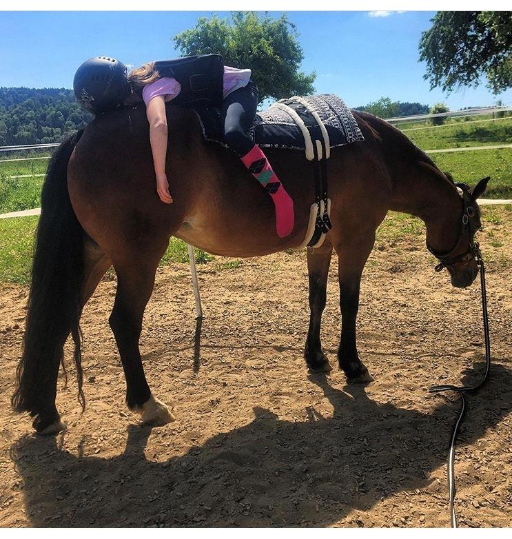 Welsh Cob (sec D) Etnies des Jodlies billede 3
