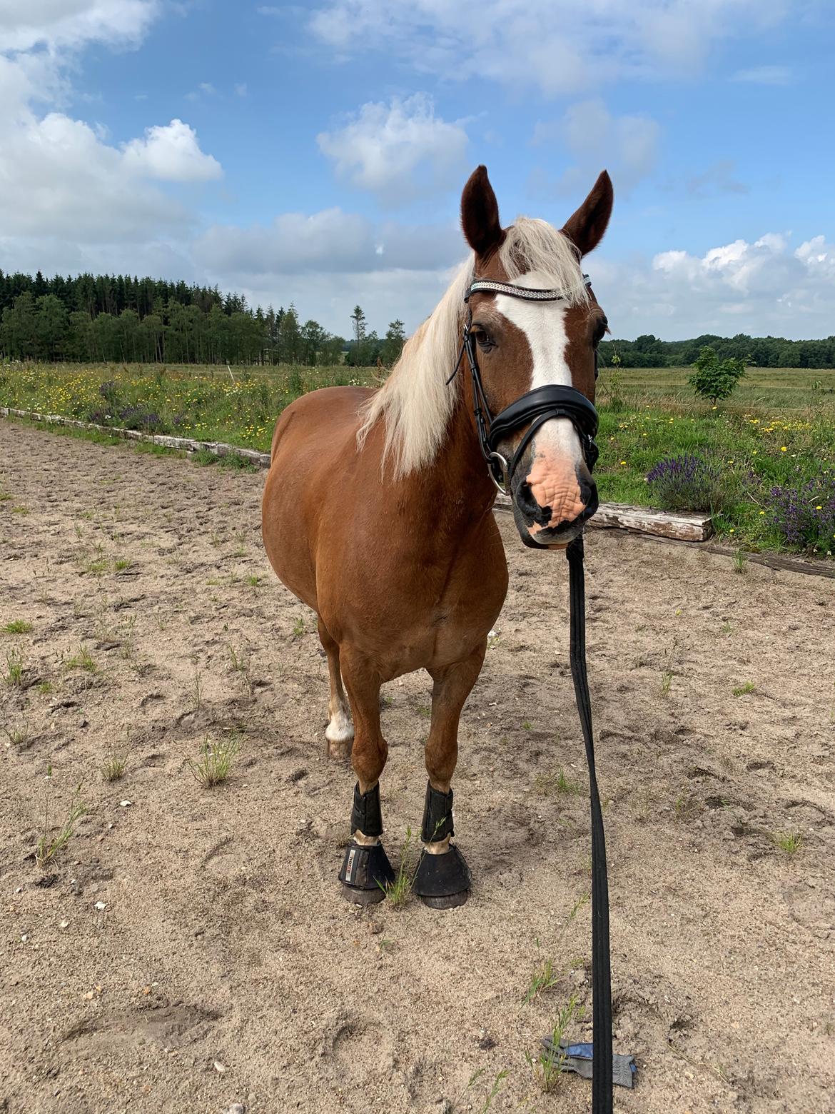 Welsh Pony (sec B) Bohemo Bogie billede 1