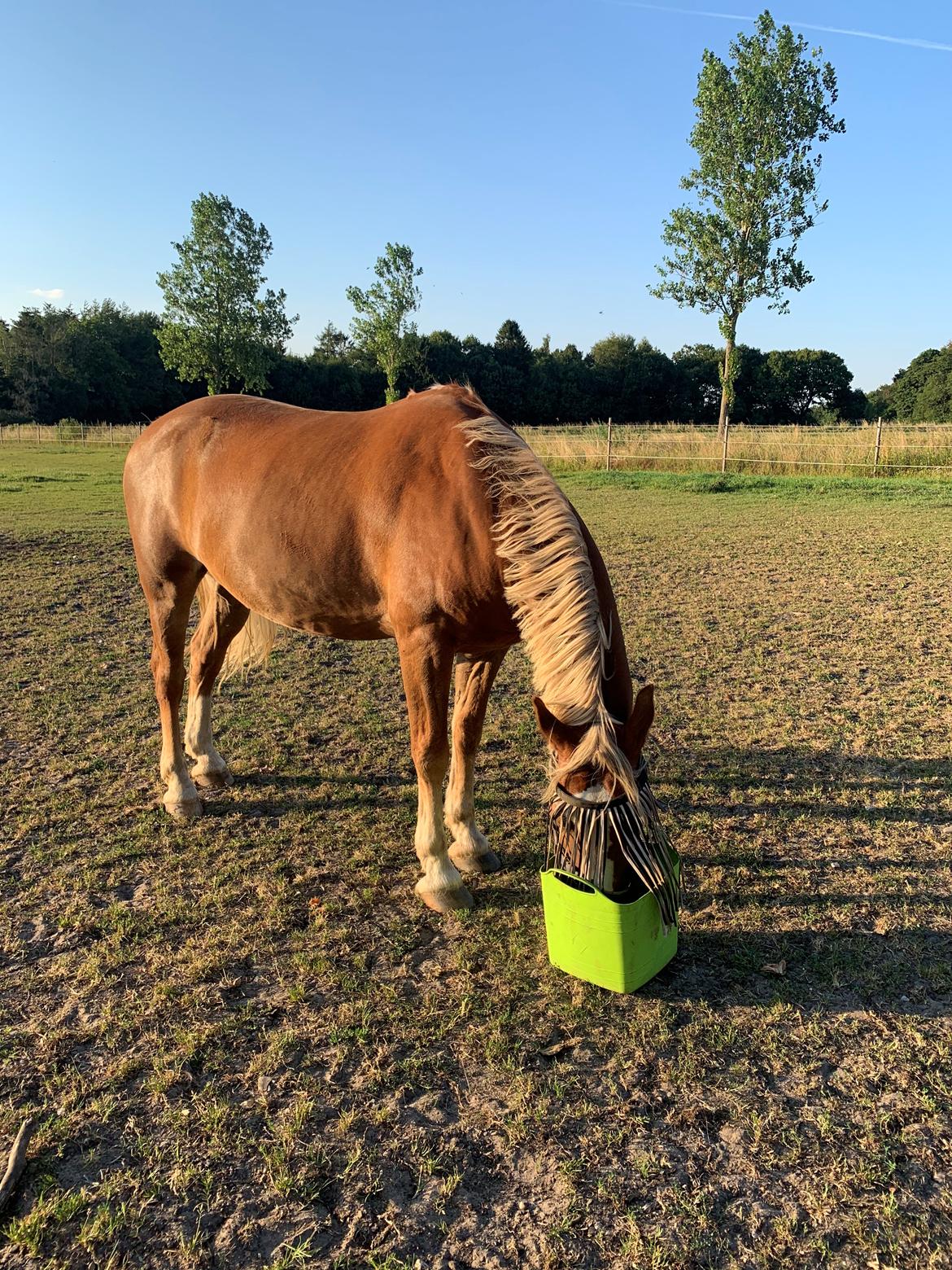 Welsh Pony (sec B) Bohemo Bogie billede 5