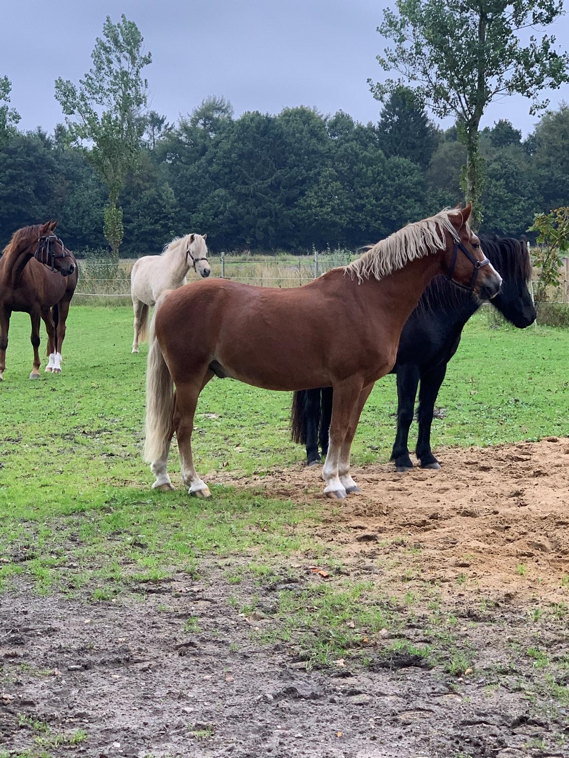 Welsh Pony (sec B) Bohemo Bogie billede 9