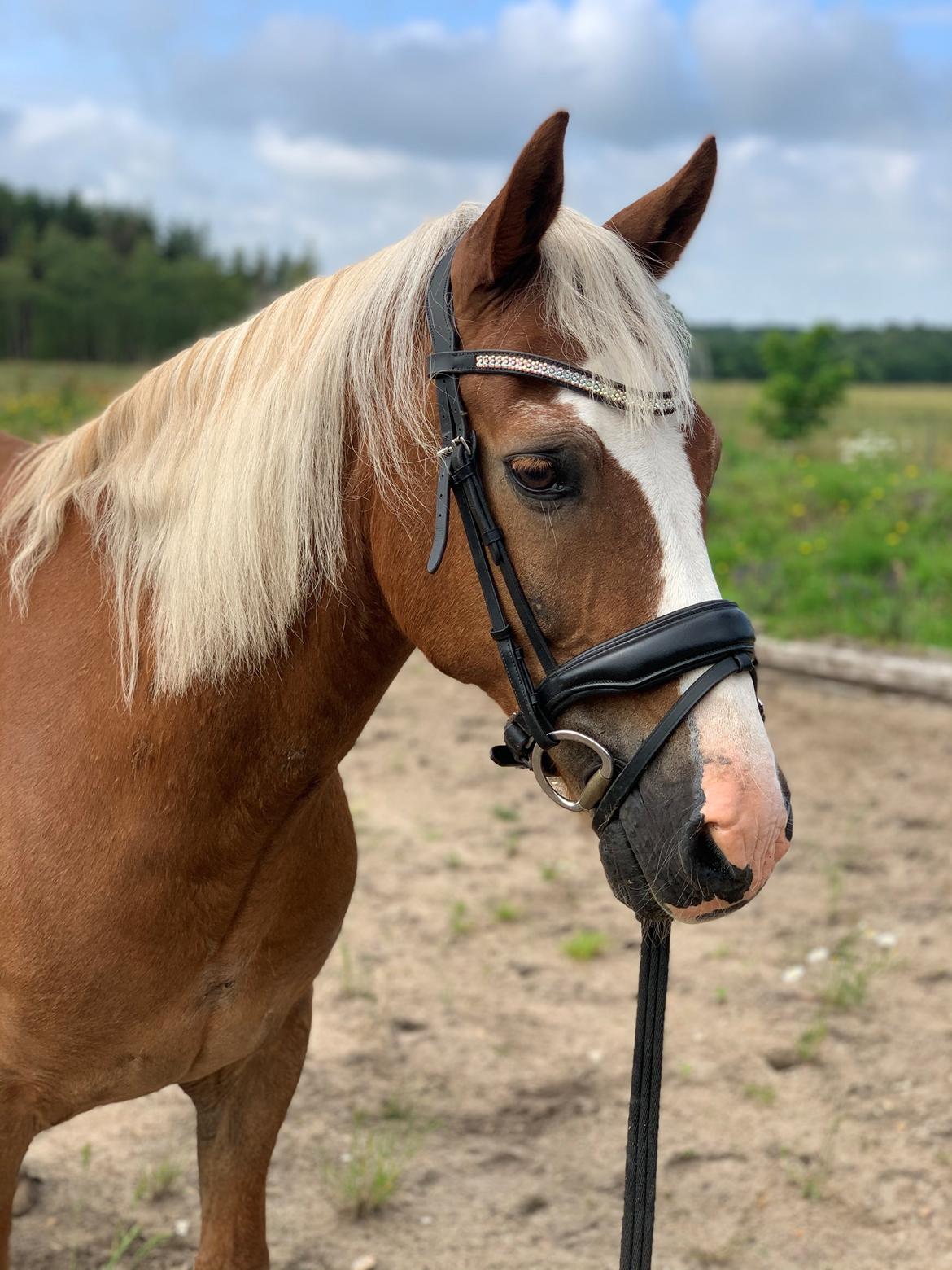 Welsh Pony (sec B) Bohemo Bogie billede 2