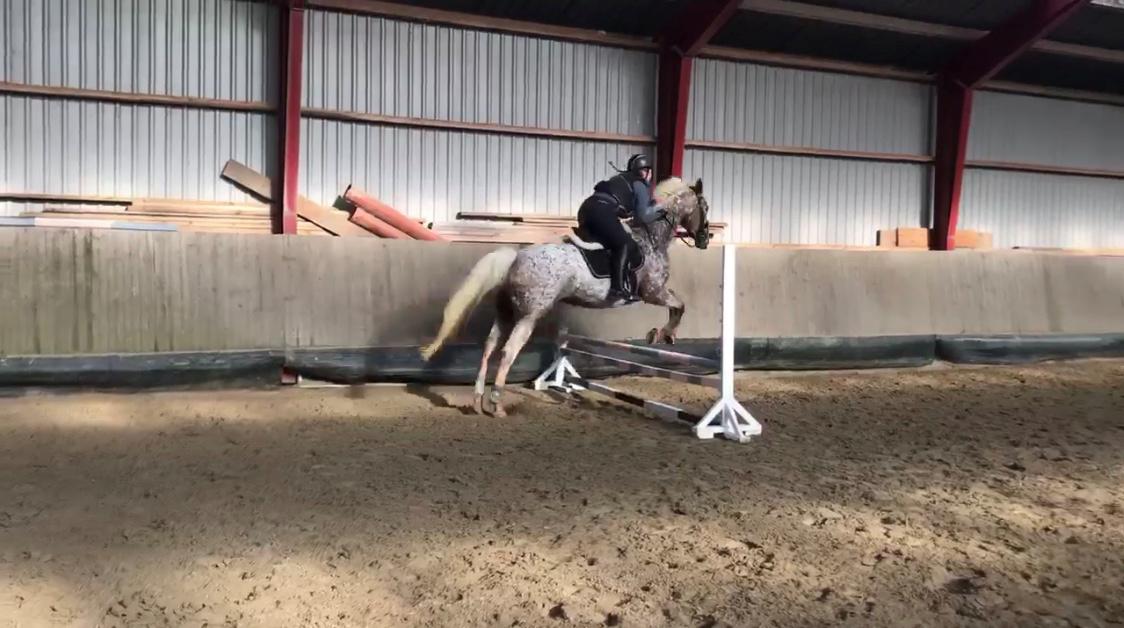 Anden særlig race Star billede 12