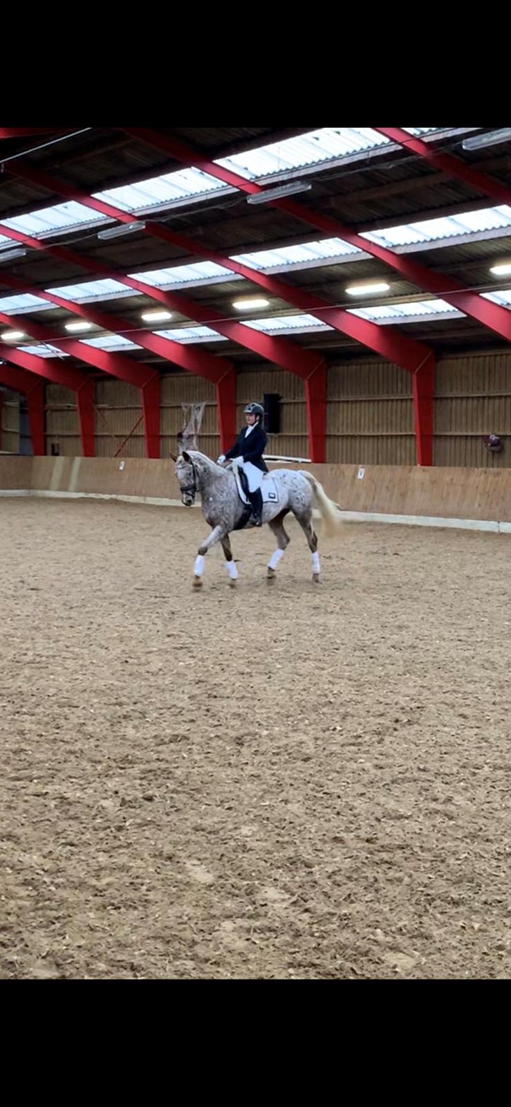 Anden særlig race Star billede 11