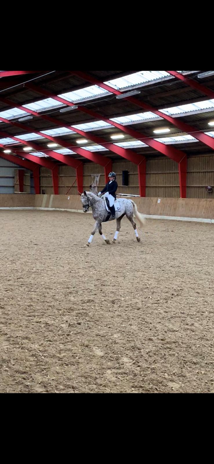 Anden særlig race Star billede 13