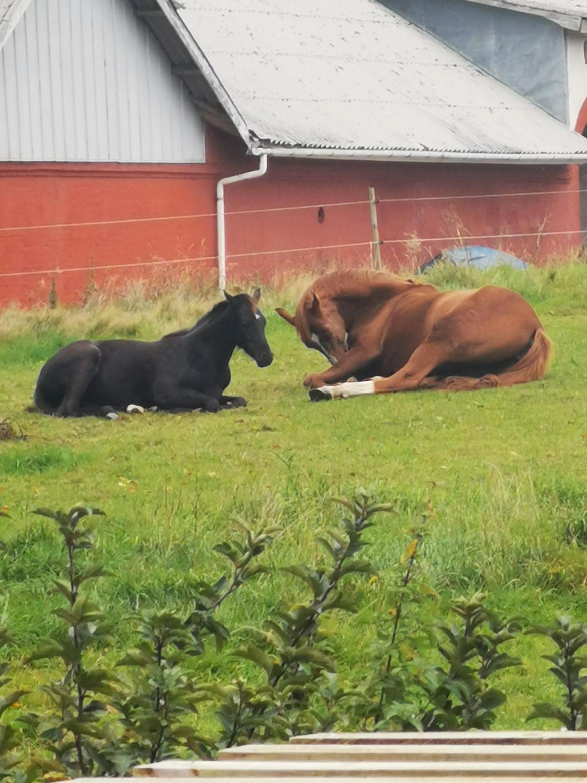 Anden særlig race Kahlua billede 9