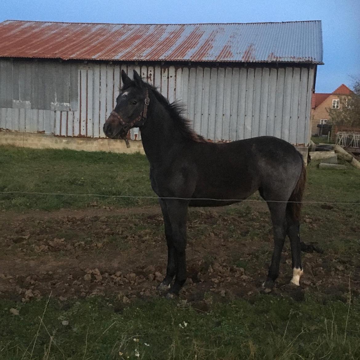 Dansk Varmblod Moesgaard's Pinnacle himmelbabyhest - Cirka 5 en halv måned gammel  billede 20