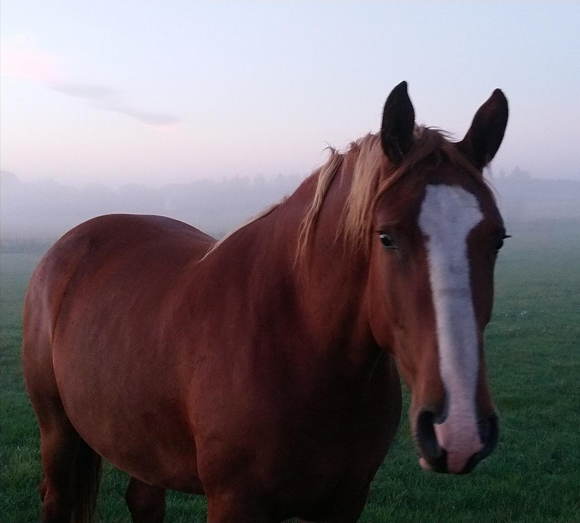 Frederiksborg Vivaldi´s £ billede 23