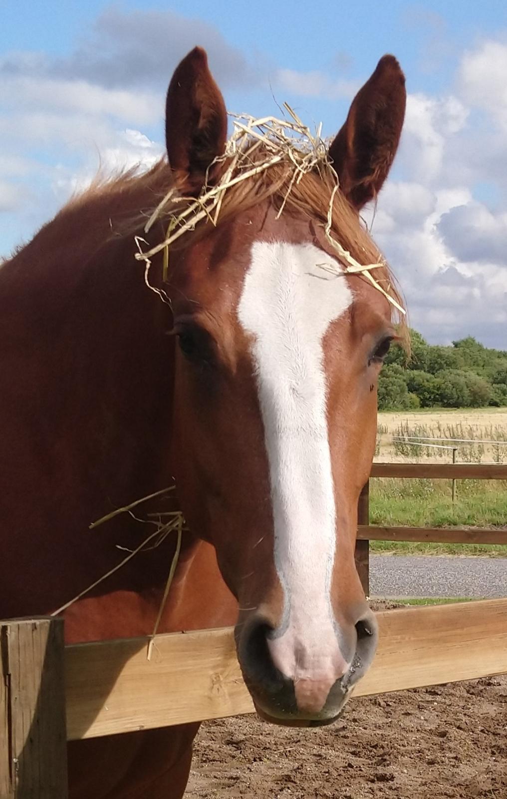 Frederiksborg Vivaldi´s £ billede 24