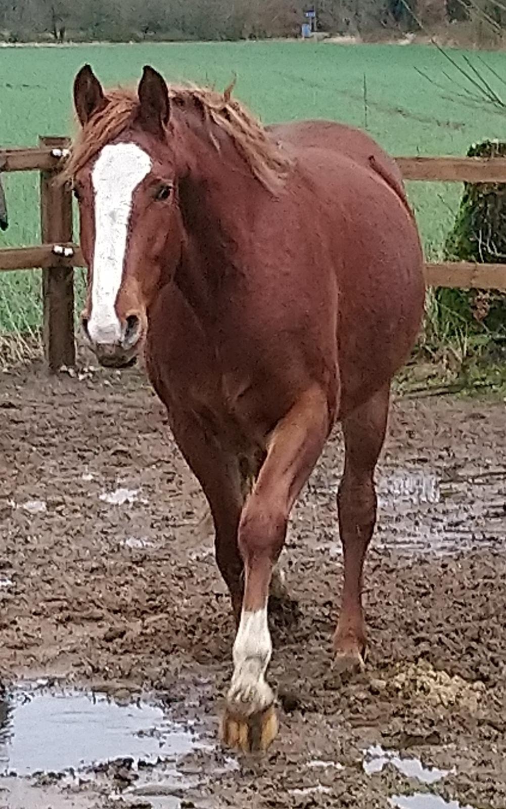 Frederiksborg Vivaldi´s £ billede 25