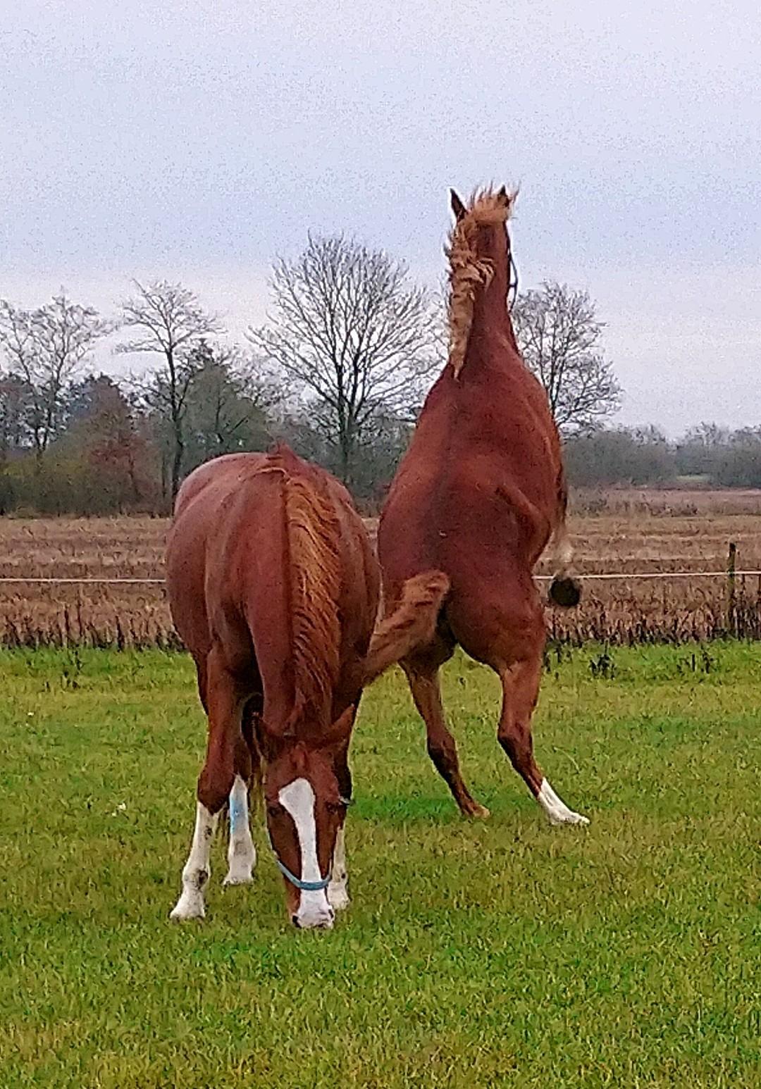 Frederiksborg Vivaldi´s £ billede 26