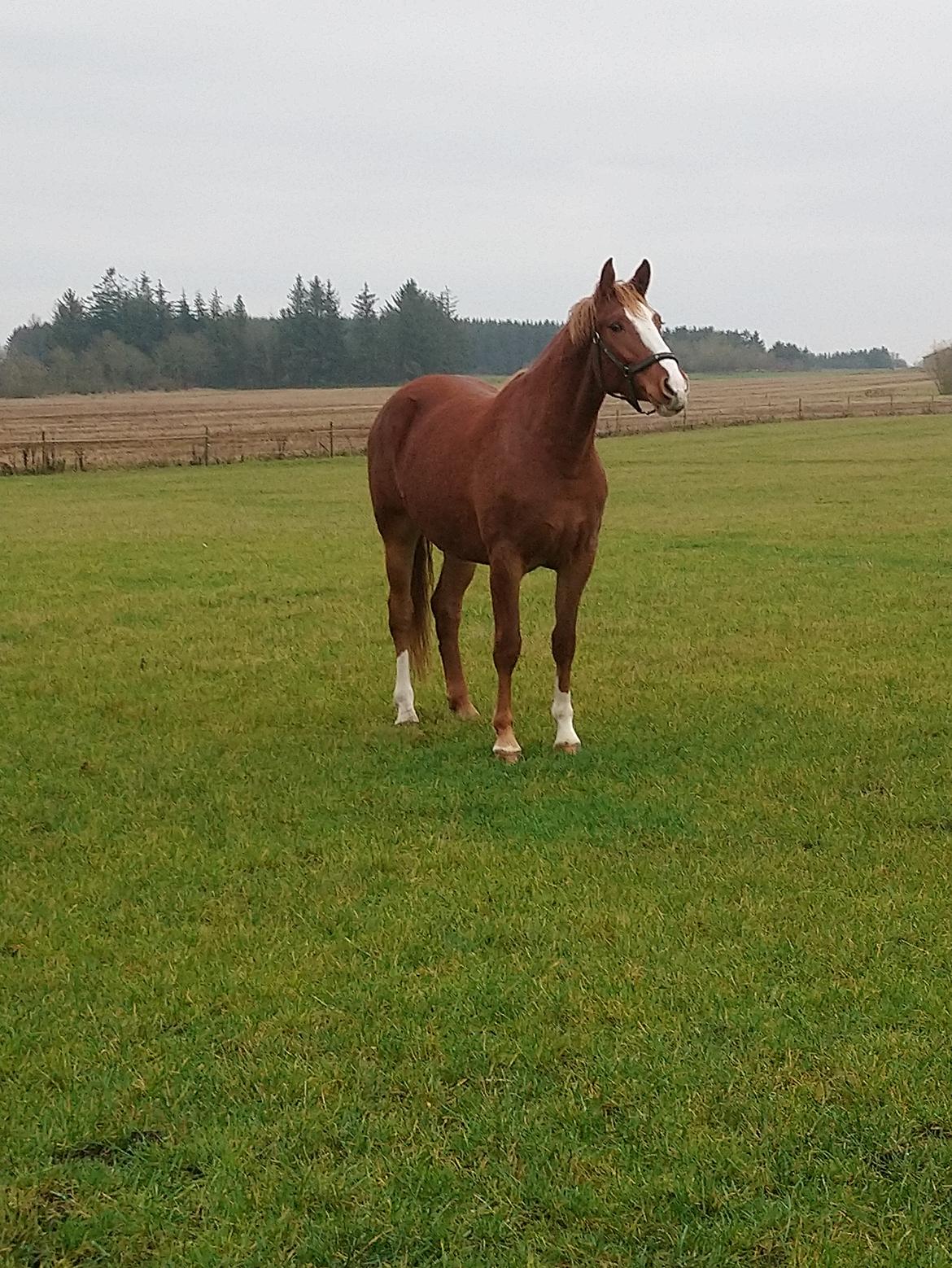 Frederiksborg Vivaldi´s £ billede 27