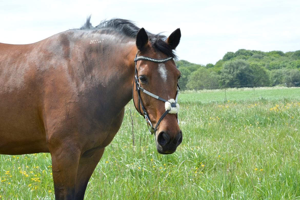 Traver Malou billede 2